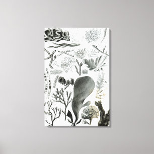 Conferra Fucus Canvas Print
