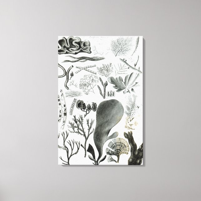 Conferra Fucus Canvas Print (Front)