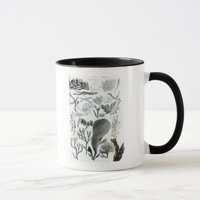 Conferra Fucus Mug (Right)