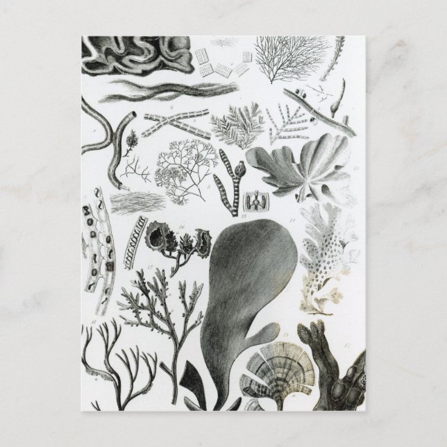 Conferra Fucus Postcard (Front)