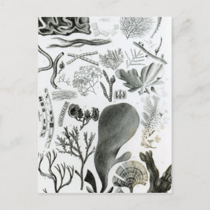 Conferra Fucus Postcard