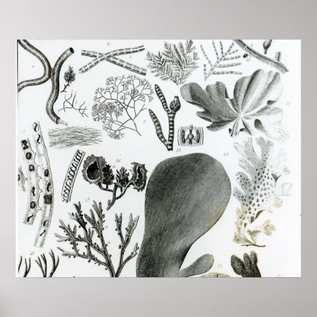 Conferra Fucus Poster (Front)