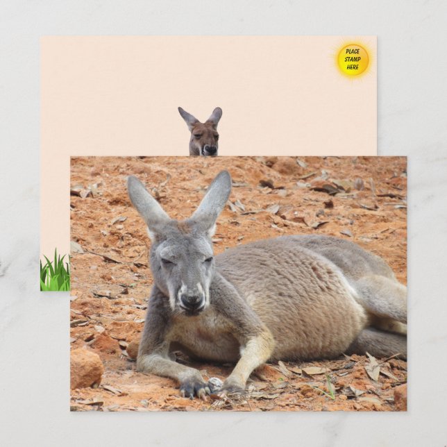 Confident Kangaroo Postcard (Front/Back)