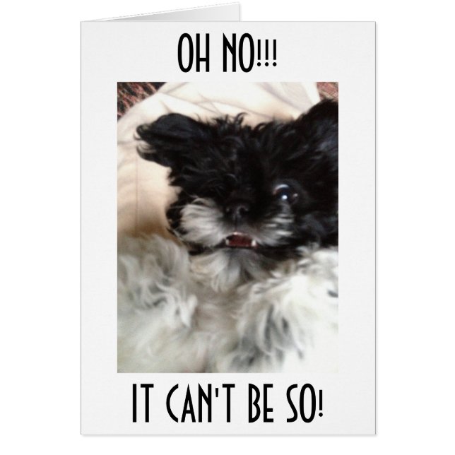 CONFUSED HAVANESE CAN'T BELEIVE YOU ARE "40" (Front)