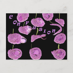 Confusion Postcard