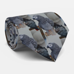 Congo African Gray Parrot in Mirror Tie