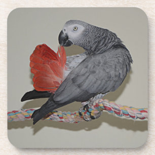 Congo African Gray Parrot Tail Preening Coaster