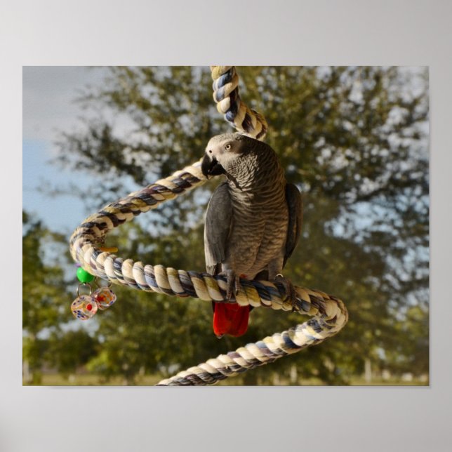 Congo African Grey on a Swing Poster (Front)