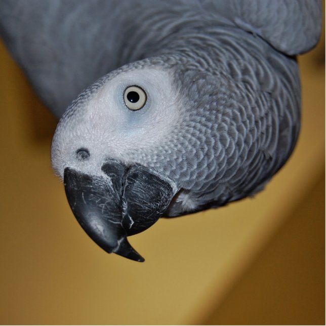 Congo African Grey Parrot Hello Photo Sculpture Magnet (Front)