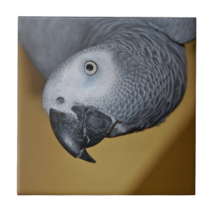 Congo African Grey Parrot Hello Tile