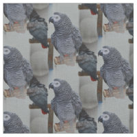 Congo African Grey Parrot in Mirror
