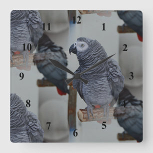 Congo African Grey Parrot in Mirror Square Wall Clock