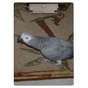 Congo African Grey Parrot on Floor Clipboard