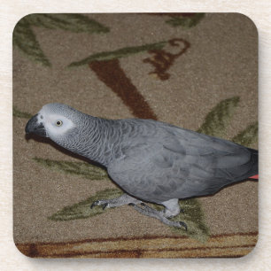 Congo African Grey Parrot on Floor Coaster