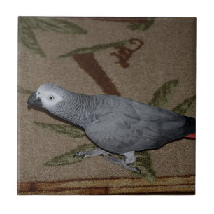 Congo African Grey Parrot on Floor Tile