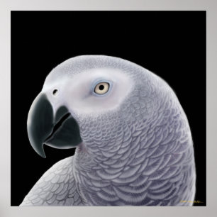 Congo African Grey Parrot Poster