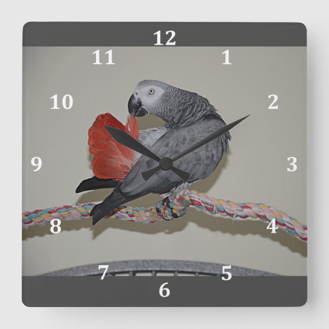 Congo African Grey Parrot Tail Preening Square Wall Clock (Front)