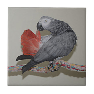Congo African Grey Parrot Tail Preening Tile