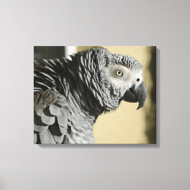 Congo African Grey Parrot with Ruffled Feathers Canvas Print (Front)