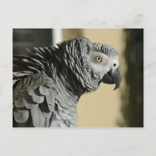 Congo African Grey Parrot with Ruffled Feathers Postcard