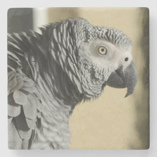 Congo African Grey Parrot with Ruffled Feathers Stone Coaster