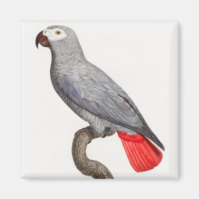 CONGO GREY PARROT MAGNET (Front)