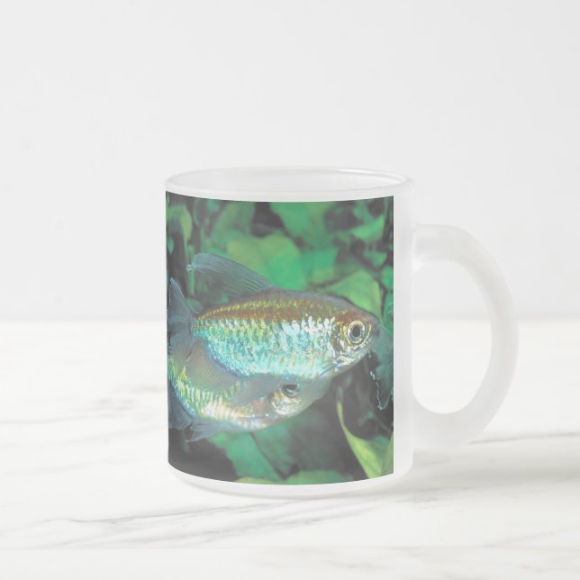 Congo tetra , Phenacogrammus interruptus Frosted Glass Coffee Mug (Right)