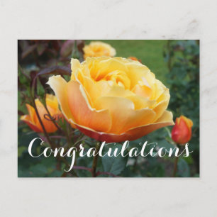 Congratulations About Face Rose #2 Postcard