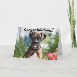 Congratulations Boxer greeting card