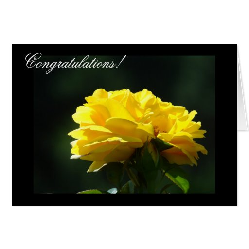 Congratulations! Cards Yellow Rose Flower Zazzle