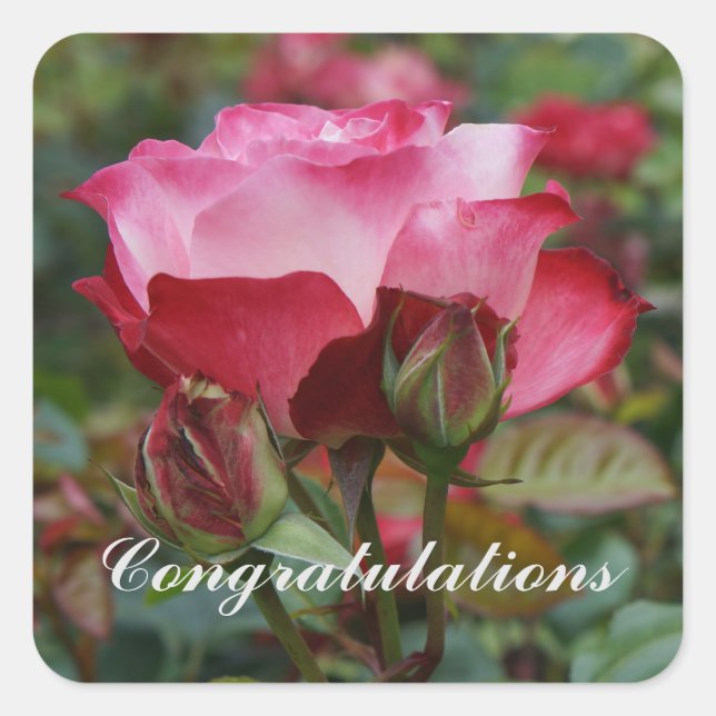 Congratulations Cherry Parfait Rose #1-2 Square Sticker (Front)
