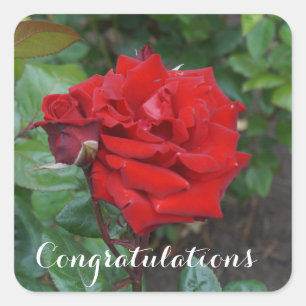 Congratulations Crimson Bouquet Rose #2 Stickers