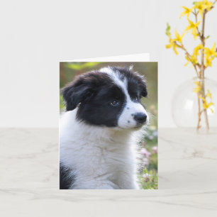 Congratulations Cute Puppy Card