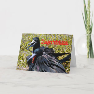 Congratulations, Frigatebirds in Love Card