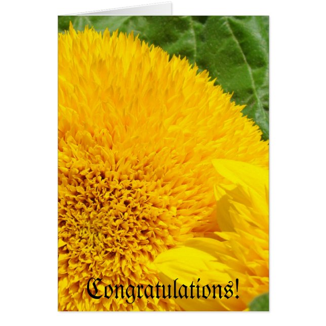 Congratulations! greeting Cards Summer Sunflowers (Front)
