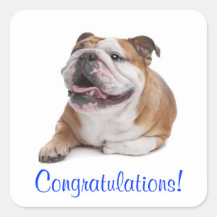 Congratulations Happy Bulldog Puppy Dog Sticker