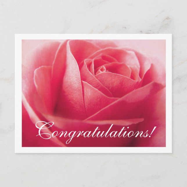 Congratulations Pink Rose Greeting Postcard (Front)