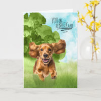 Congratulations reBARKable Cocker Spaniel Dog