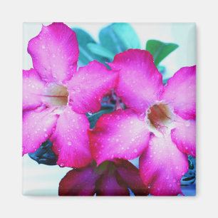 congratulations thanks shower gift party colourful magnet