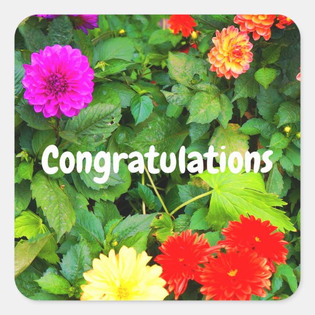 Congratulations Various Dahlias #1-1 Stickers (Front)