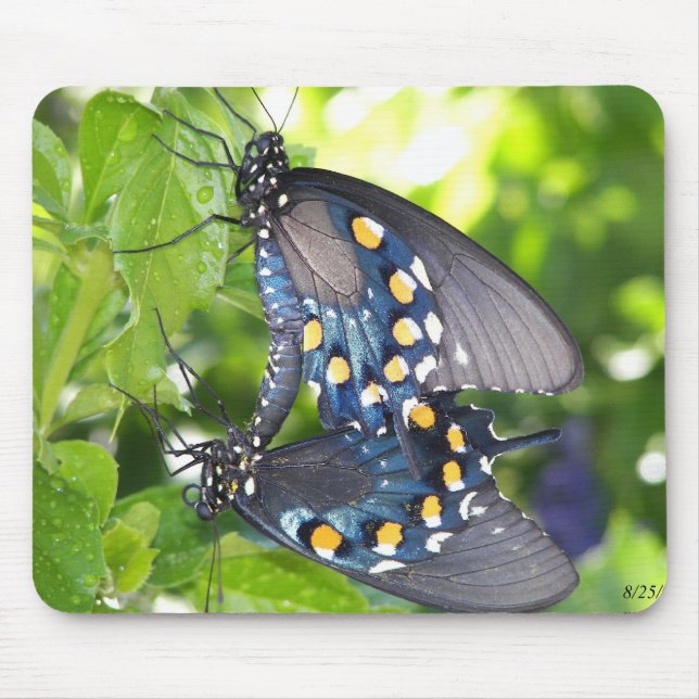 Congress, Arizona Pipevine Swallowtail Butterfly Mouse Mat (Front)