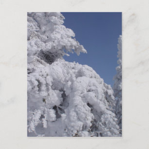 Conifer trees plastered with snow postcard