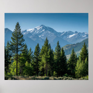Coniferous Trees with Mountain Background Poster