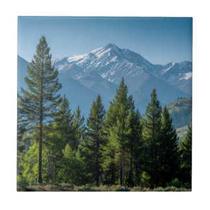 Coniferous Trees with Mountain Background Tile