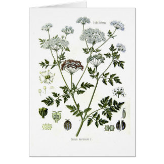 Conium maculatum (Hemlock)