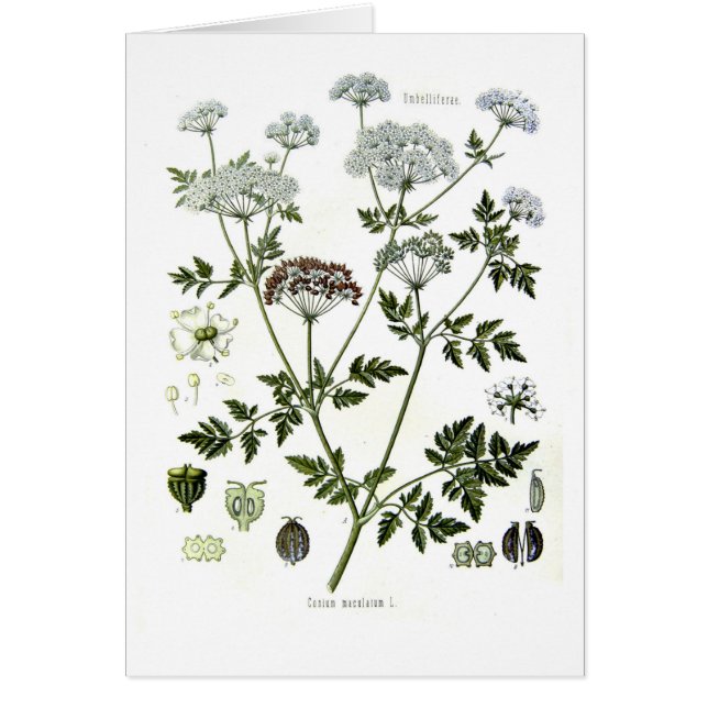 Conium maculatum (Hemlock) (Front)