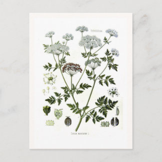 Conium maculatum (Hemlock) Postcard
