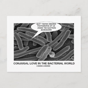 Conjugal Love In The Bacterial World Postcard