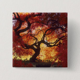 Connecticut: Darien, Japanese maple 'Acer 15 Cm Square Badge
