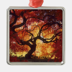 Connecticut: Darien, Japanese maple 'Acer Metal Tree Decoration